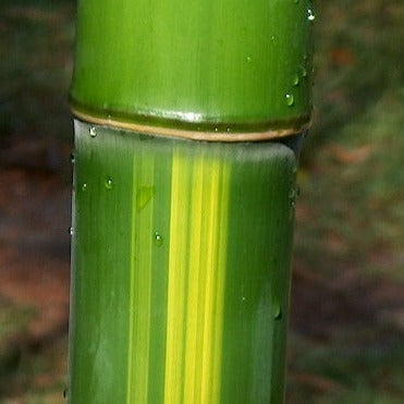 Buy Online Phyllostachys Vivax 'Huangwenzhu' Bamboo Plants