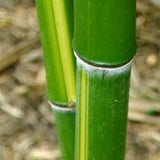 Buy Online Phyllostachys Vivax 'Huangwenzhu' Bamboo Plants