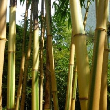Buy Online Phyllostachys Vivax Huangwenzhu Inversa Bamboo Plants