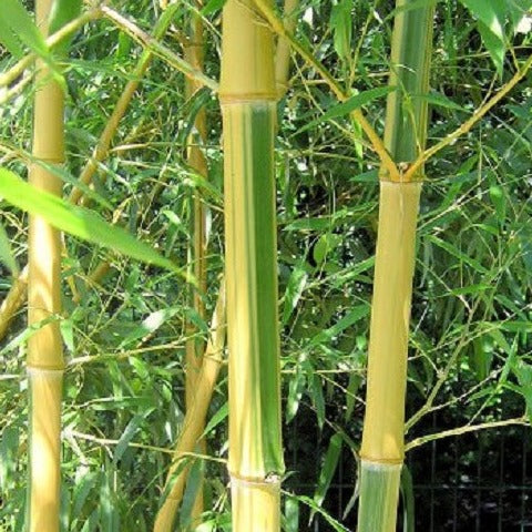 Buy Online Phyllostachys Vivax Huangwenzhu Inversa Bamboo Plants
