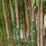Buy Online Phyllostachys Atrovaginata Bamboo Plants For Your Garden