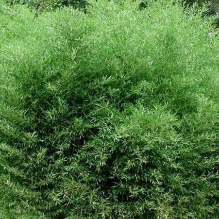 Buy Online Phyllostachys Bissetii Bamboo Plants For Your Home & Garden