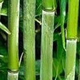 Buy Online Phyllostachys Bissetii Bamboo Plants For Your Home & Garden