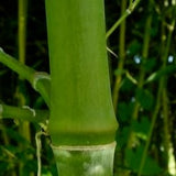 Buy Online Phyllostachys Heteroclada Water Bamboo Plant ForYour Garden