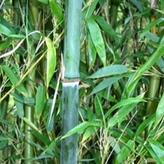 Buy Online Phyllostachys Heteroclada Water Bamboo Plant ForYour Garden