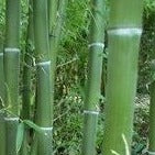 Buy Online Phyllostachys Kwangsiensis Bamboo Plant For Your Garden. 