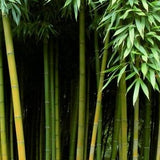 Buy Online Phyllostachys Kwangsiensis Bamboo Plant For Your Garden. 