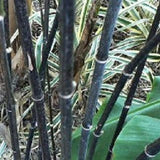 Buy Online Phyllostachys Nigra Black Bamboo Plant For Your Garden