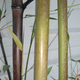 Buy Online Phyllostachys Nigra Black Bamboo Plant For Your Garden