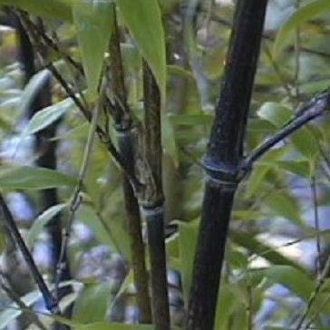 Buy Online Phyllostachys Nigra Black Bamboo Plant For Your Garden