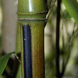 Buy Online Phyllostachys Megurochiku Black Bamboo Plant ForYour Garden