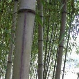 Buy Online Phyllostachys Megurochiku Black Bamboo Plant ForYour Garden