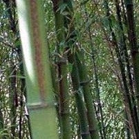 Buy Online Phyllostachys Megurochiku Black Bamboo Plant ForYour Garden