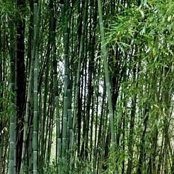 Buy Online Phyllostachys Nuda Nude Sheath Bamboo Plant For Your Garden