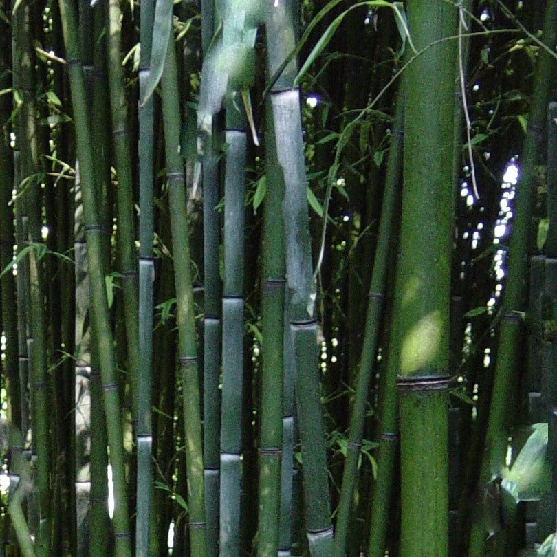 Buy Online Phyllostachys Nuda Nude Sheath Bamboo Plant For Your Garden