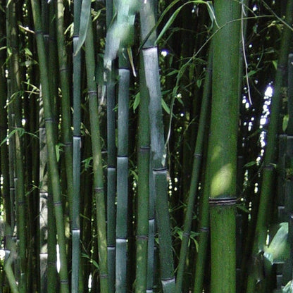 Buy Online Phyllostachys Nuda Nude Sheath Bamboo Plant For Your Garden