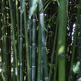 Buy Online Phyllostachys Nuda Nude Sheath Bamboo Plant For Your Garden