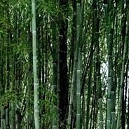 Buy Online Phyllostachys Nuda Nude Sheath Bamboo Plant For Your Garden
