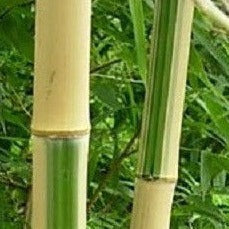 Buy Online Phyllostachys Vivax Golden Bamboo Plant For Your Garden.