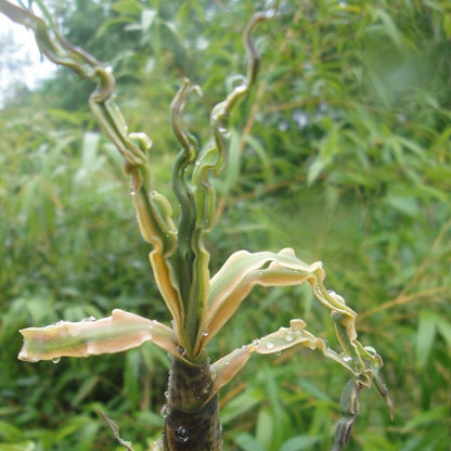 Buy Online Phyllostachys Vivax Golden Bamboo Plant For Your Garden.