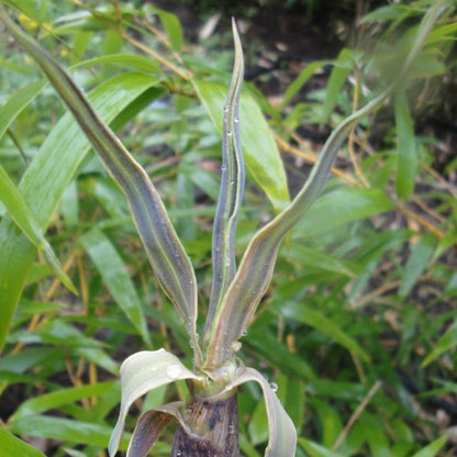 Buy Online Phyllostachys Vivax Golden Bamboo Plant For Your Garden.