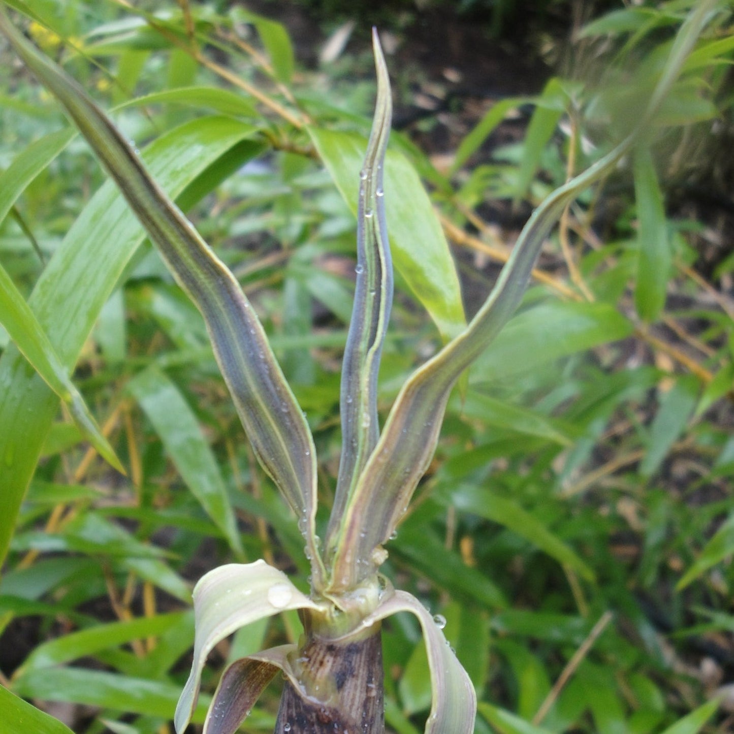 Buy Online Phyllostachys Vivax 'Huangwenzhu' Bamboo Plants