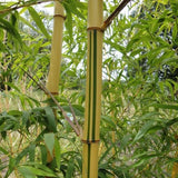 Buy Online Phyllostachys Vivax Huangwenzhu Inversa Bamboo Plants