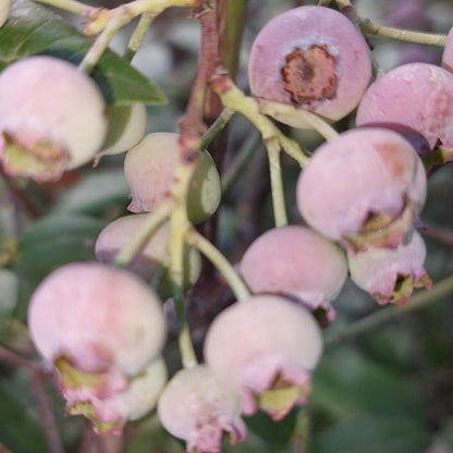 Pink Lemonade Blueberry