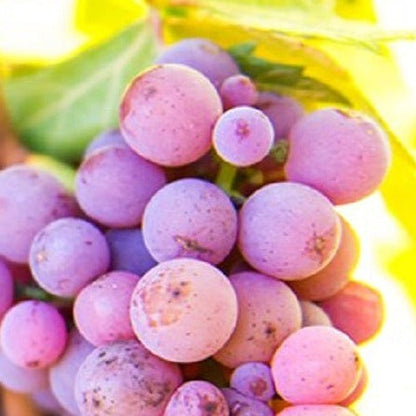 Pinot Gris  Seedless Blue Wine Grape