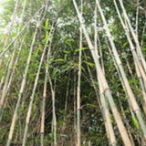 Buy Online Pleioblastus Simonii Variegatus Bamboo Plant ForYour Garden