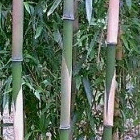 Buy Online Pleioblastus Simonii Variegatus Bamboo Plant ForYour Garden