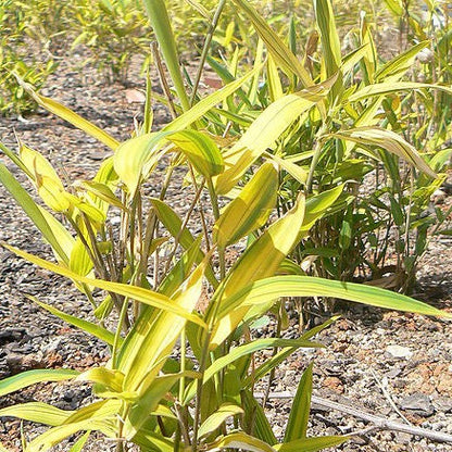 Buy Online Pleioblastus Dwarf Greenstripe Bamboo Plant For Your Garden