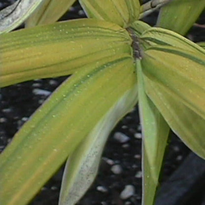Buy Online Pleioblastus Dwarf Greenstripe Bamboo Plant For Your Garden