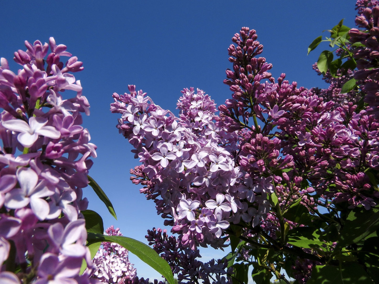 President Grevy French Lilac
