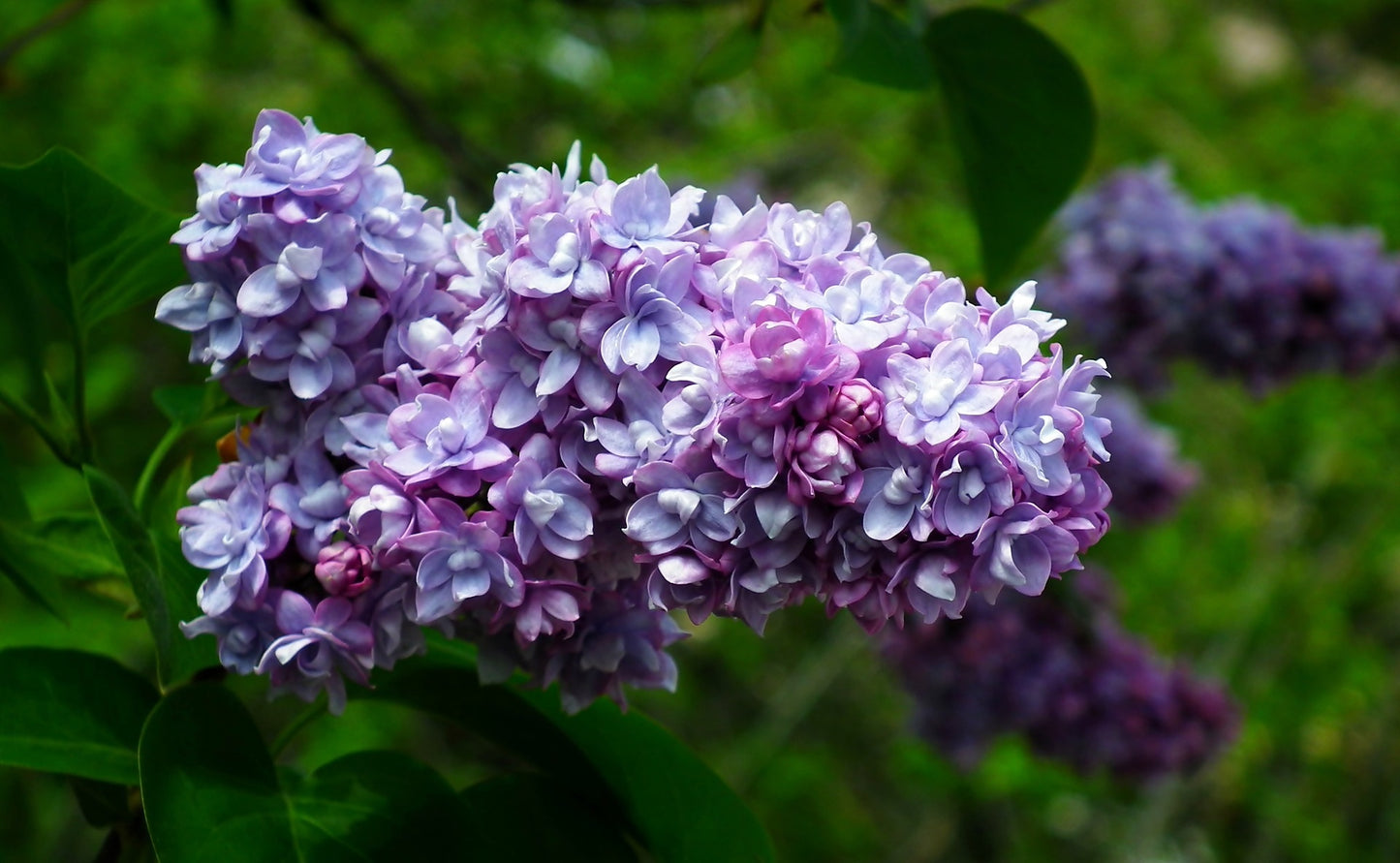 President Grevy French Lilac