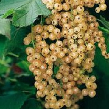Buy Online Primus White Currant Fruit For Your Home And Garden.