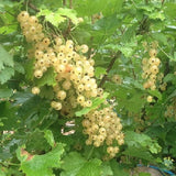 Buy Online Primus White Currant Fruit For Your Home And Garden.