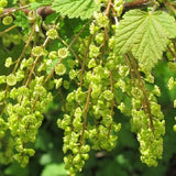 Buy Online Primus White Currant Fruit For Your Home And Garden.