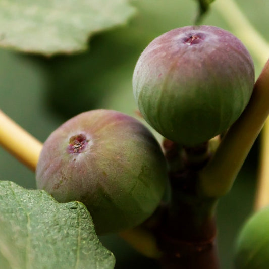 Brown Turkey Fig