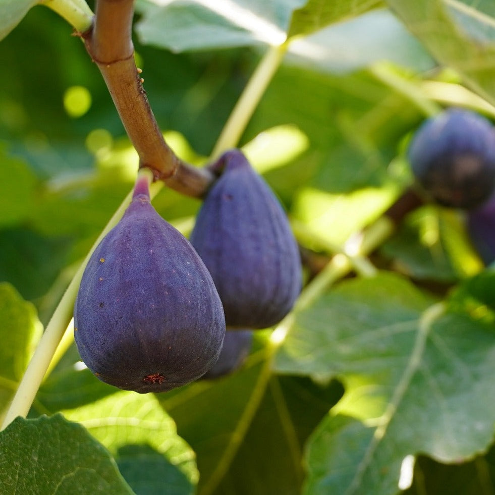 LSU Purple Fig
