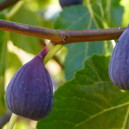 Petite Negra Fig