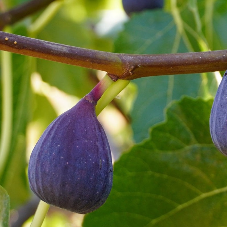 Texas Everbearing Fig
