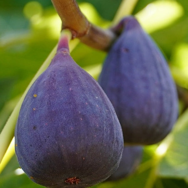 Texas Everbearing Fig