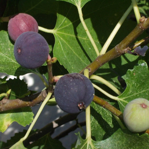 Magnolia Fig