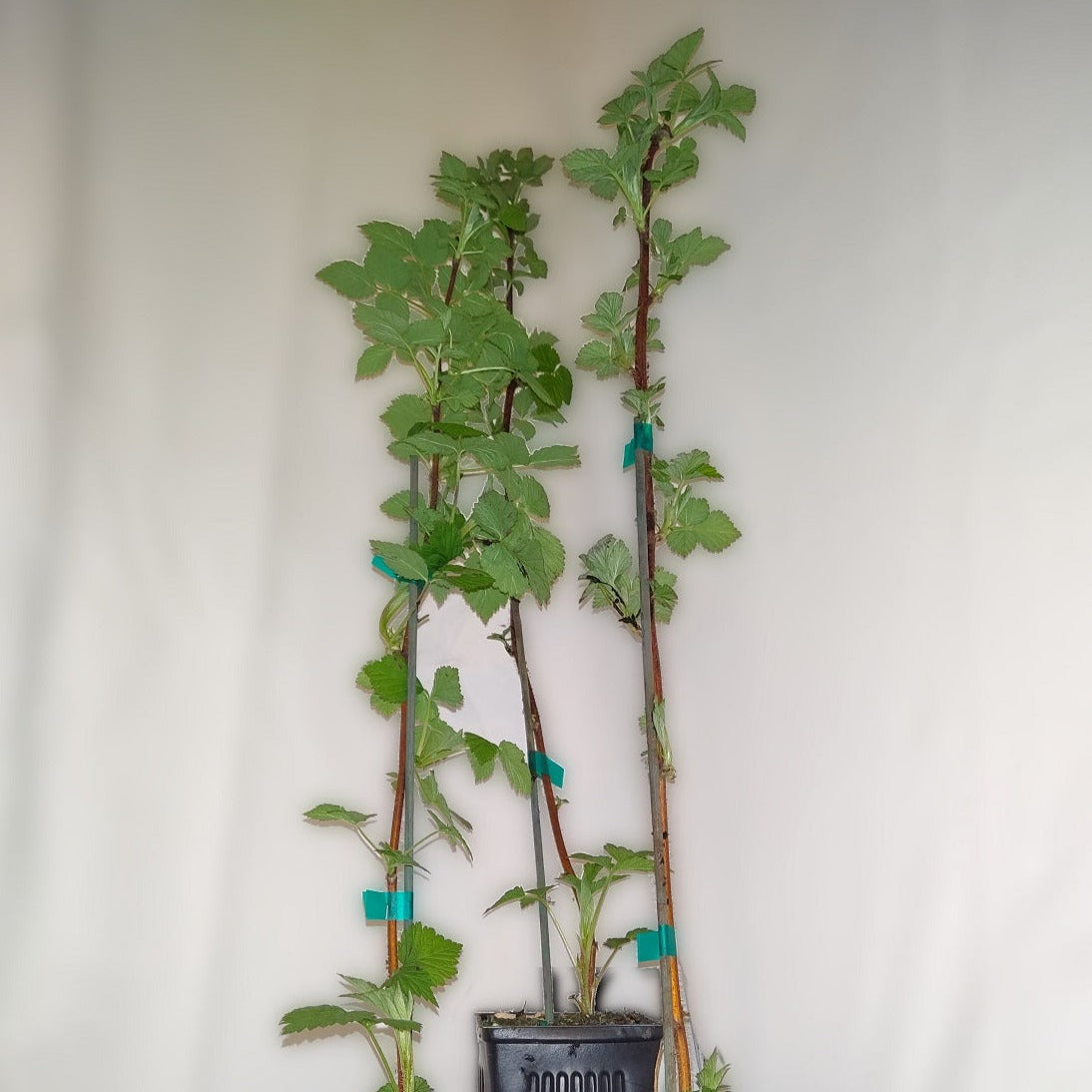 Vintage Red Raspberry