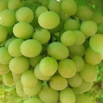 Lakemont Seedless Grape