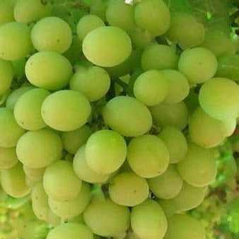 Niagara Green Grape