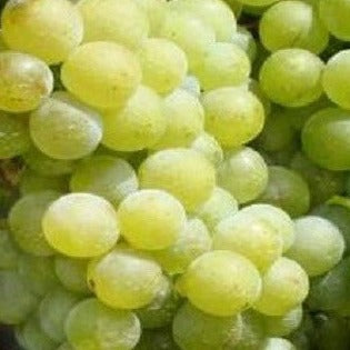 White Diamond Grape
