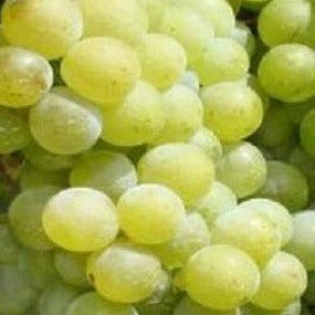 Buy Online Remaily Grape Fruit Vine For Your Home And Garden.