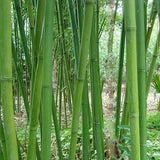 Buy Online Phyllostachys Rubromarginata Bamboo Plant For Your Garden.